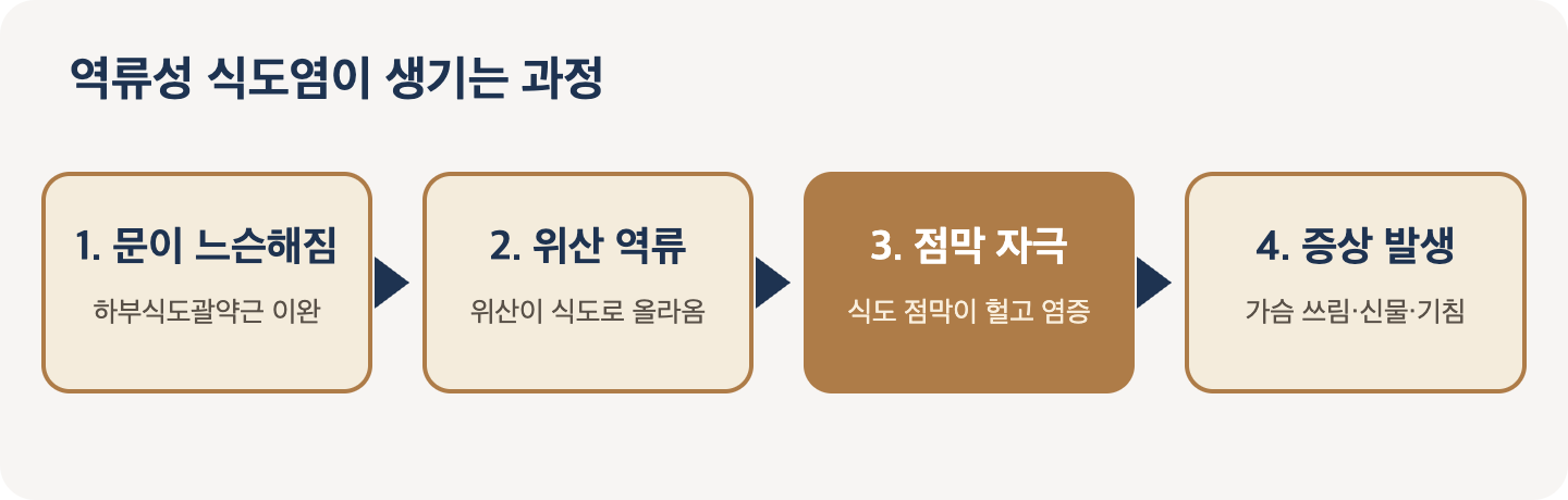 역류성 식도염이 생기는 과정: 하부식도괄약근 이완, 위산 역류, 식도 점막 자극, 증상 발생